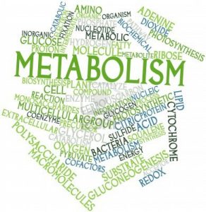 Metabolism and weight loss